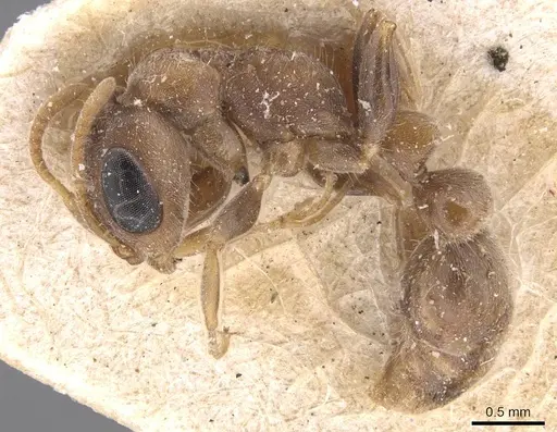 Pseudomyrmex oculatus - CASENT0907530
