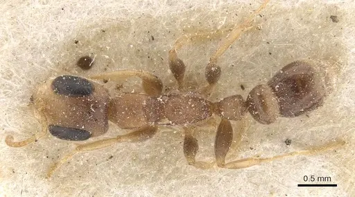 Pseudomyrmex oculatus - CASENT0907532