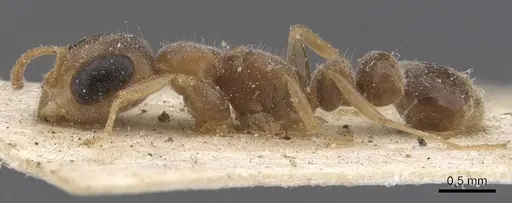 Pseudomyrmex oculatus - CASENT0907532