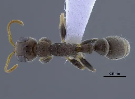 Pseudomyrmex oculatus - CBUMAGENT41758