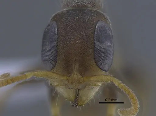 Pseudomyrmex oculatus - CBUMAGENT41758