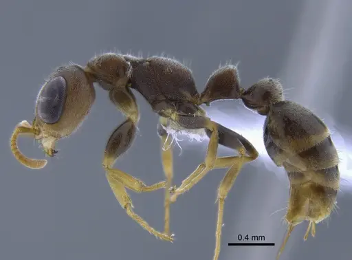 Pseudomyrmex oculatus - CBUMAGENT41758