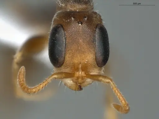 Pseudomyrmex oculatus - ECOFOG-PAT19-0078-13