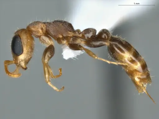 Pseudomyrmex oculatus - ECOFOG-PAT19-0078-13