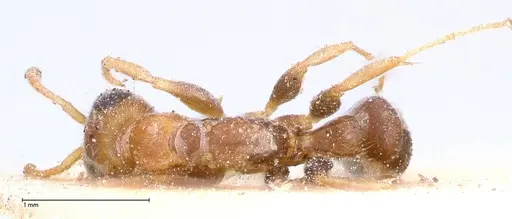 Pseudomyrmex oculatus - FOCOL0518