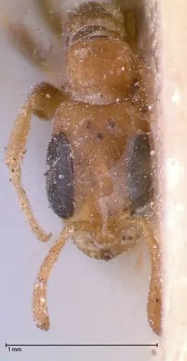 Pseudomyrmex oculatus - FOCOL0518