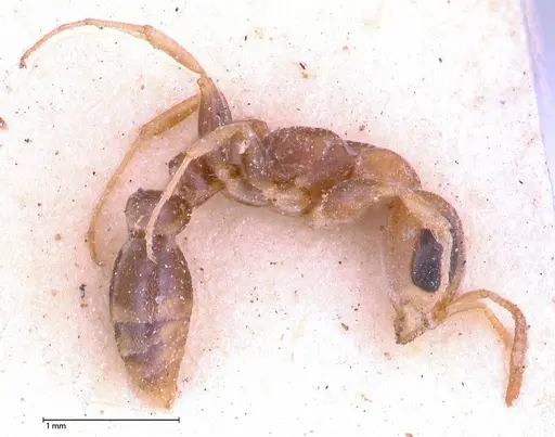 Pseudomyrmex oculatus - FOCOL0518