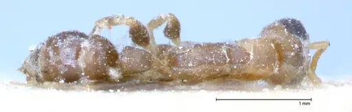 Pseudomyrmex oculatus - FOCOL0519