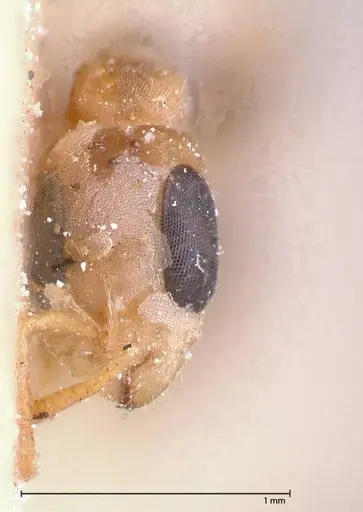 Pseudomyrmex oculatus - FOCOL0519