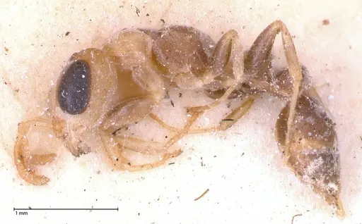 Pseudomyrmex oculatus - FOCOL0519