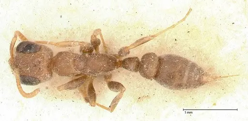 Pseudomyrmex oculatus - FOCOL0520