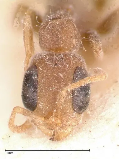 Pseudomyrmex oculatus - FOCOL0520