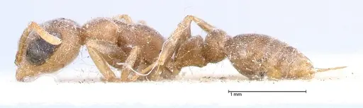 Pseudomyrmex oculatus - FOCOL0520