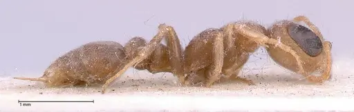 Pseudomyrmex oculatus - FOCOL0520