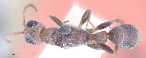 Pseudomyrmex oculatus - FOCOL0521