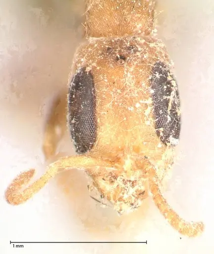 Pseudomyrmex oculatus - FOCOL0521