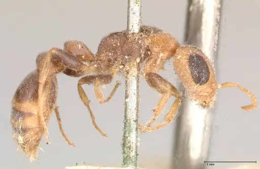 Pseudomyrmex oculatus - FOCOL0521
