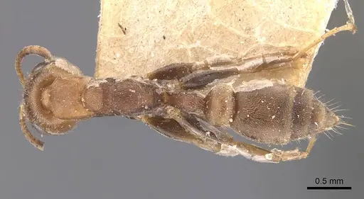 Pseudomyrmex oki specimen