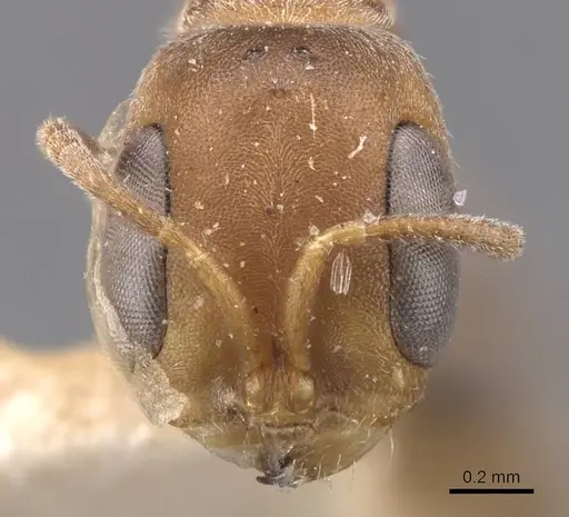 Pseudomyrmex oki specimen