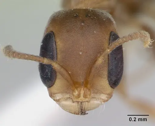 Pseudomyrmex oki - LACMENT142544