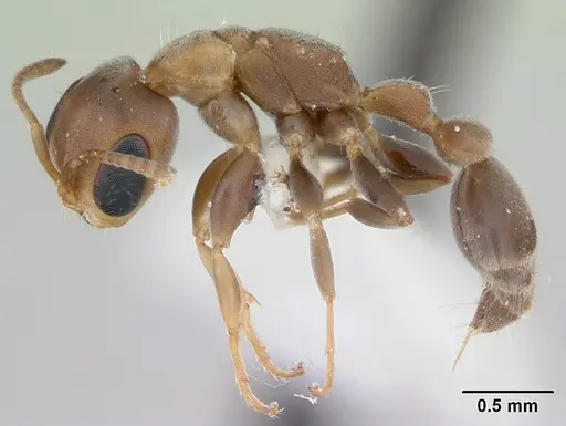 Pseudomyrmex oki - LACMENT142544