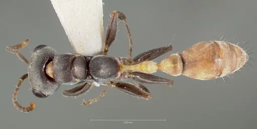 Pseudomyrmex opaciceps specimen