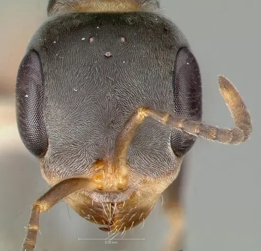 Pseudomyrmex opaciceps specimen