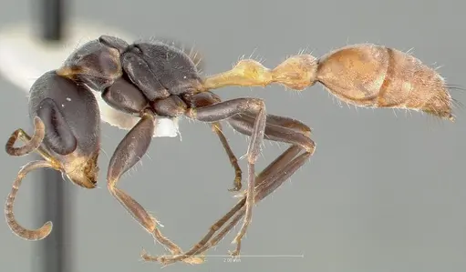 Pseudomyrmex opaciceps specimen
