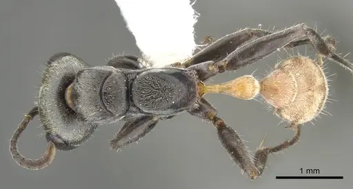 Pseudomyrmex opaciceps - CASENT0902860