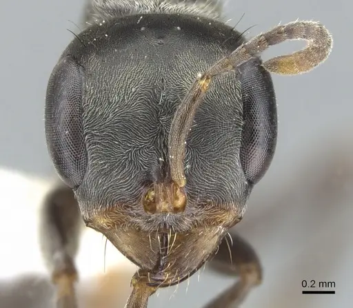 Pseudomyrmex opaciceps - CASENT0902860