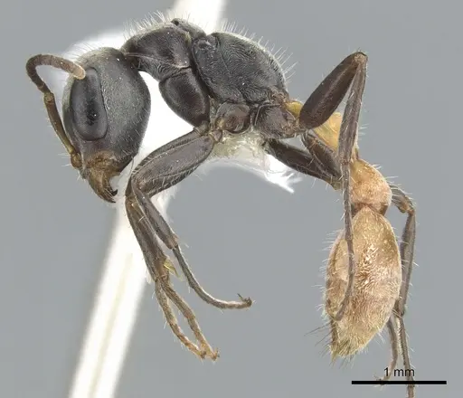 Pseudomyrmex opaciceps - CASENT0902860