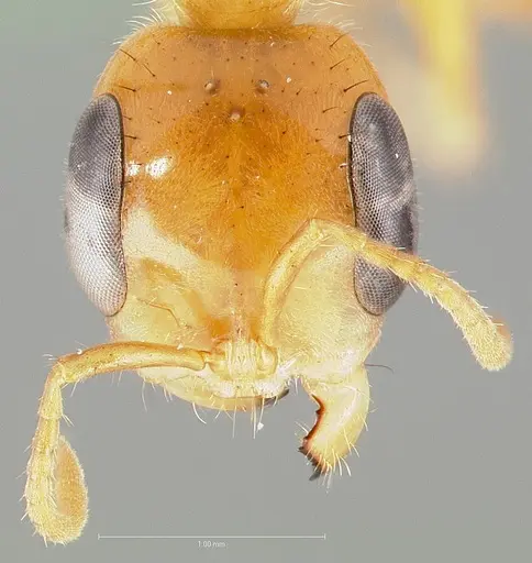 Pseudomyrmex osurus specimen