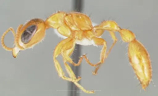Pseudomyrmex osurus specimen