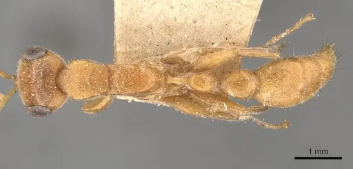 Pseudomyrmex osurus - CASENT0907480