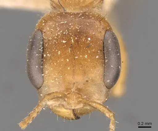 Pseudomyrmex osurus - CASENT0907480