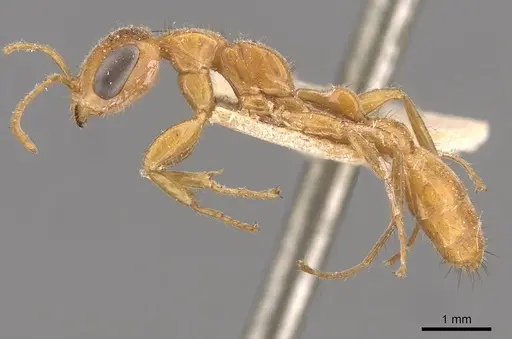 Pseudomyrmex osurus - CASENT0907480
