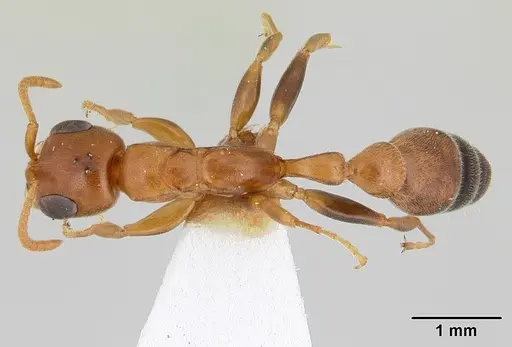 Pseudomyrmex pallens specimen