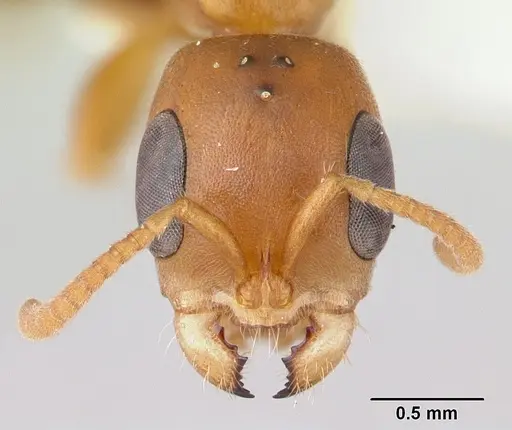 Pseudomyrmex pallens specimen