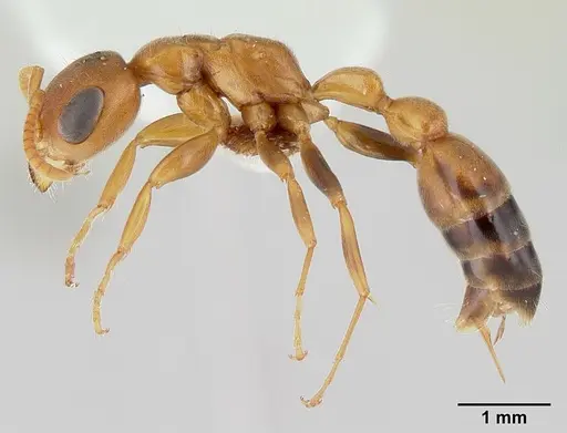 Pseudomyrmex pallens specimen