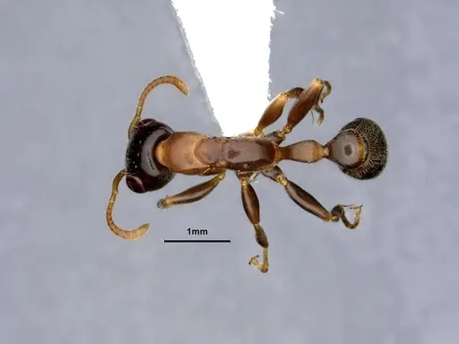 Pseudomyrmex pallens - CASENT0865539