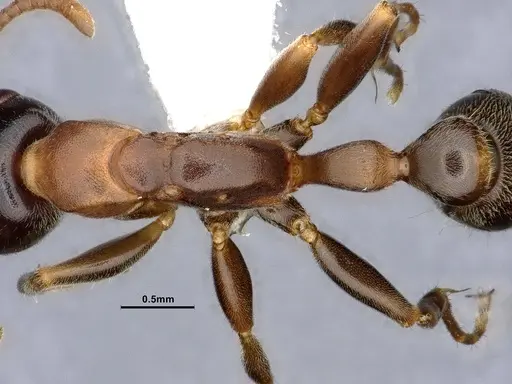 Pseudomyrmex pallens - CASENT0865539