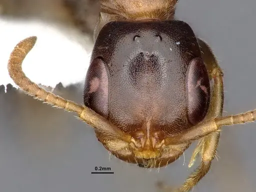 Pseudomyrmex pallens - CASENT0865539