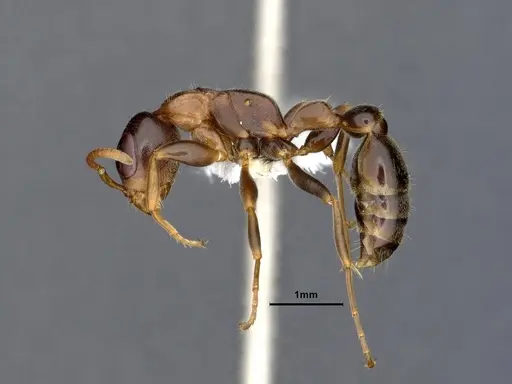 Pseudomyrmex pallens - CASENT0865539