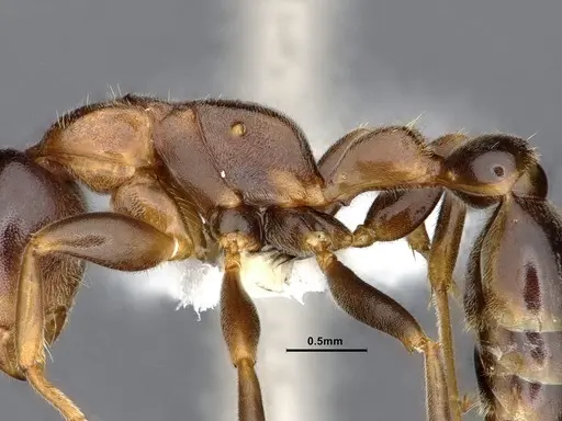 Pseudomyrmex pallens - CASENT0865539