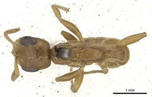 Pseudomyrmex pallens - CASENT0902877