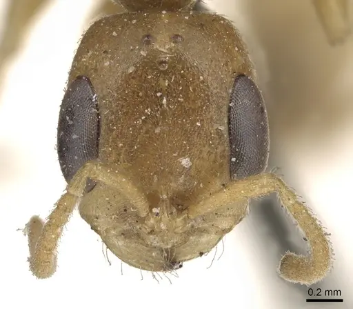 Pseudomyrmex pallens - CASENT0902877