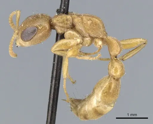 Pseudomyrmex pallens - CASENT0902877