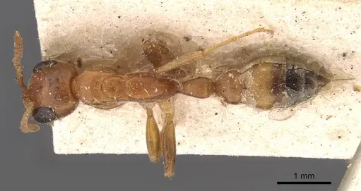 Pseudomyrmex pallens - CASENT0907486