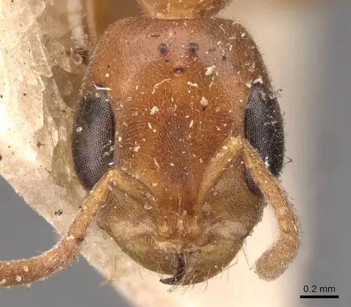 Pseudomyrmex pallens - CASENT0907486