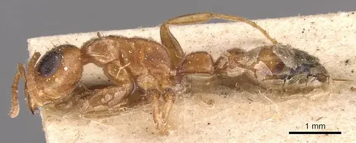 Pseudomyrmex pallens - CASENT0907486